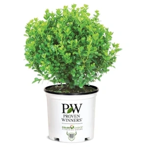 2 Gal. Sprinter Boxwood Shrub with Glossy Evergreen Foliage