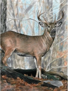 Royal Brush Color Pencil by Number Kit, 8.75 by 11.75-Inch, Whitetail Buck