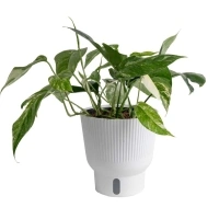 Costa Farms Trending Tropicals Collection Albo Pothos House Plant in 6-in Pot