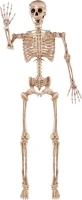 JOYIN 5.6 FT Halloween Posable Life Size Skeleton Full Body Realistic Bones with Movable Joints for Halloween Indoor and Outdoor Decoration (Yellow)