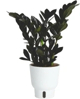 Costa Farms Raven ZZ Plant, Easy Care Indoor Houseplant, Ships in Modern White Decor Planter with Soil, Perfect Room Decor for Tabletop, Shelf, or Desk, Trending Tropicals Collection, 10-Inches Tall