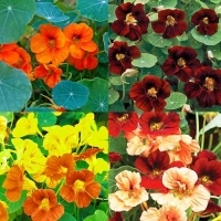 100+ Nasturtium Seeds for Planting-Annual Black Climbing Tropaeolum Nasturtium Seeds Attracts Pollinators