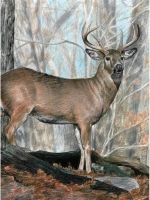 Royal Brush Color Pencil by Number Kit, 8.75 by 11.75-Inch, Whitetail Buck