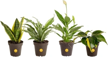 Costa Farms Live House Plants (4 Pack), Easy to Grow Live Indoor Houseplants, Grower